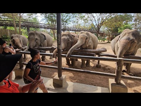 น้องช้างไม่พอใจในอาหารที่ให้โย