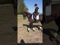 Dressage horse Prachtige dressuurmerrie te koop