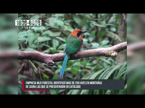 Identifican 250 aves exóticas en zona de amortiguamiento de Bosawás - Nicaragua