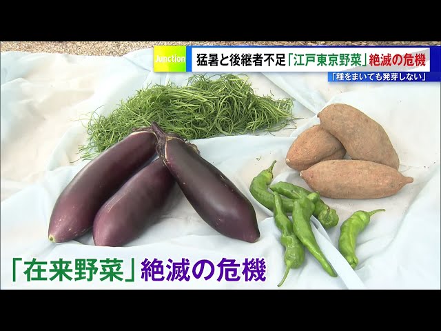 Image of Edo-Tokyo Vegetables Face Extinction