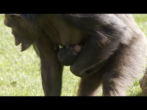 Nace en Bioparc València una cría de una subespecie de chimpancé en peligro de extinción