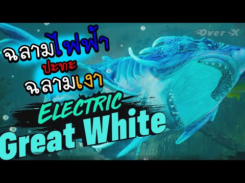 ฉลามรักภาษี-จะเปิดเผยความลับขอ ฉลามรักภาษี-จะเปิดเผยความลับขอ