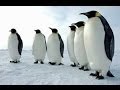 Climate Change and Emperor Penguins