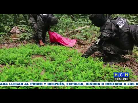 ¡Aseguran plantación de coca y narcolaboratorio en La Masica, Atlántida!