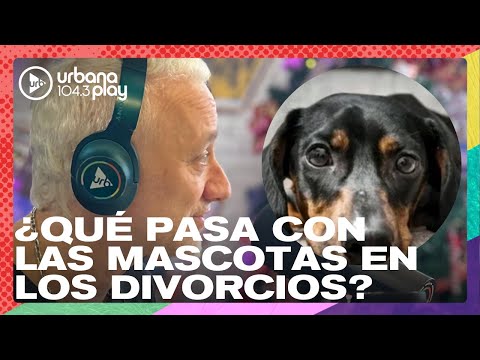 Qué pasa con las mascotas en los divorcios: Debate en #Perros2023