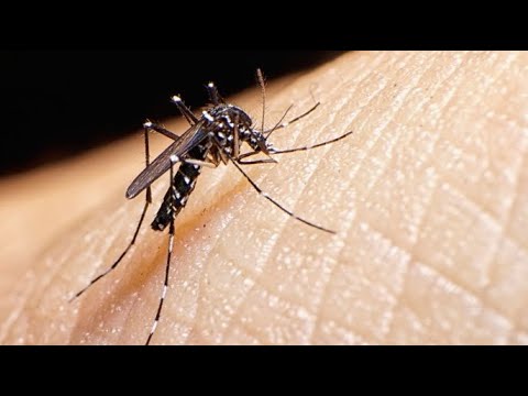 Incrementan los casos de dengue en el país