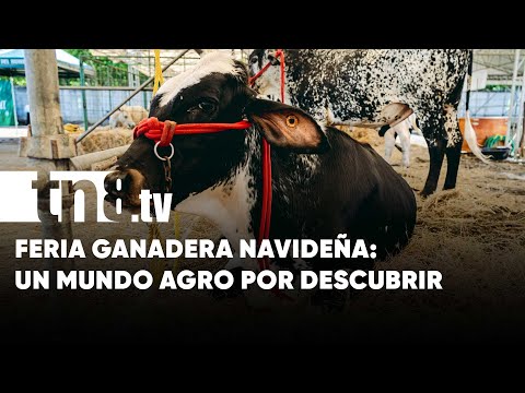 Diciembre al estilo agro: Feria Ganadera Navideña arranca en Managua