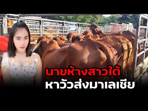 นายห้างสาวใต้หาวัวส่งมาเลเซีย