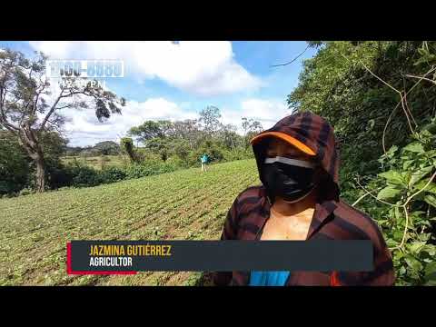 Productores de San Marcos con buenas expectativas en sus cultivos - Nicaragua