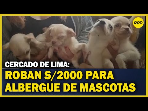 Roban dinero destinado a albergue de mascotas en el Cercado de Lima