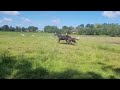 Dressuurpaard Prachtig hengst veulen