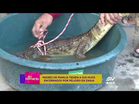 Un caimán se encontró en el Recreo - Durán  | En Contacto | Ecuavisa