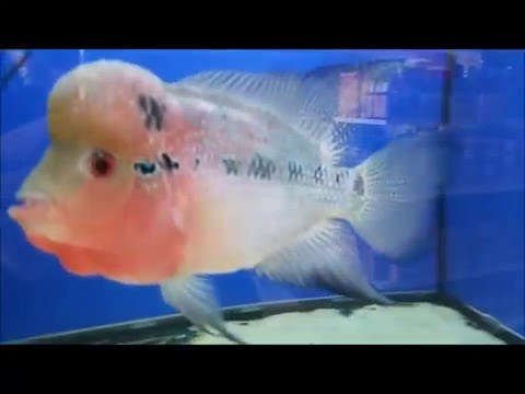 Red Dragon Flowerhorn