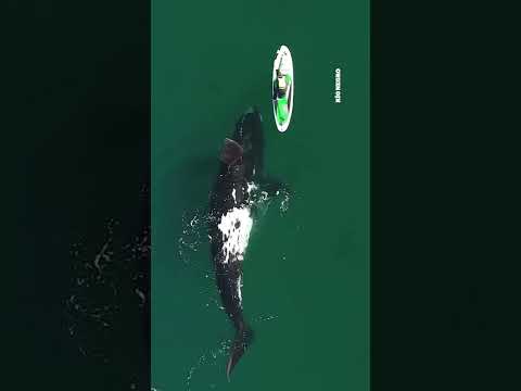 De las ballenas al fuego, las mil aventuras del fotógrafo que recorre la Patagonia