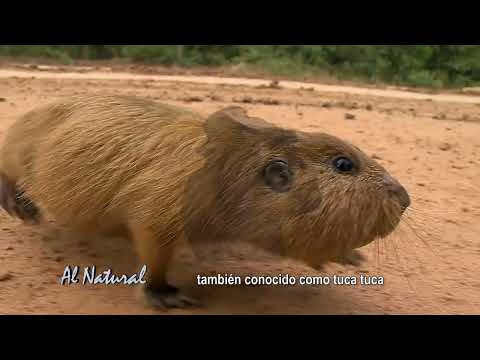 SNT Al Natural: Humedales del Ñeembucú
