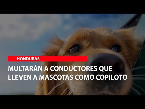 Multarán a conductores que lleven a mascotas como copiloto en Honduras