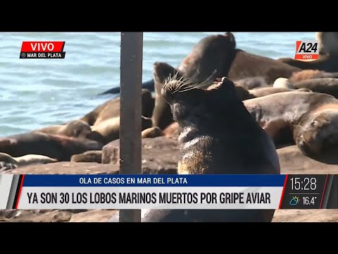 Mar del PLata: ya son 30 lobos marinos muertos por gripe aviar