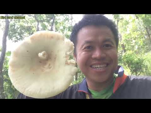 เห็ดออกแล้วไปเก็บเห็ดไค(คลิปนี เห็ดออกแล้วไปเก็บเห็ดไค(คลิปนี