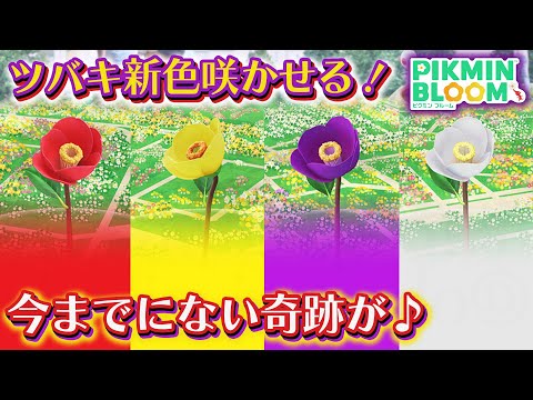 【ピクミンブルーム】ツバキ新色咲かせる！今までにない奇跡が♪【Pikmin Bloom】