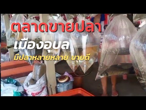 ตลาดขายปลาอุบลราคากันมีหลายห