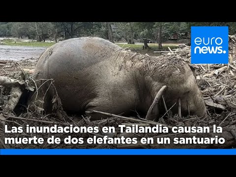 Las inundaciones en Tailandia causan la muerte de dos elefantes en un santuario