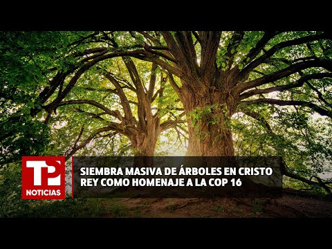 Siembra masiva de árboles en Cristo Rey como homenaje a la COP 16 |05.05.2024 | TP Noticias