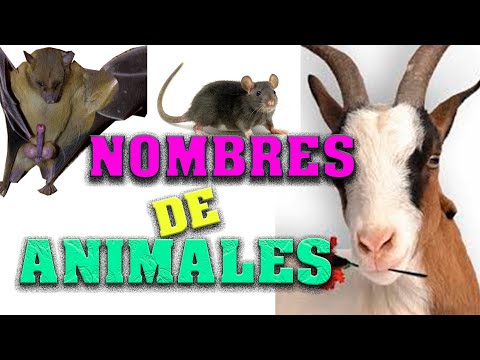 APRENDER LOS NOMBRES DE ANIMALES EN FA D'AMBO