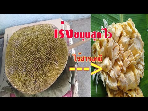 วิธีเร่งขนุนให้สุกไว-ไม่พึ่งสา วิธีเร่งขนุนให้สุกไว-ไม่พึ่งสา