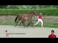 Show jumping horse HOT & SPICY DU BUISSON Z