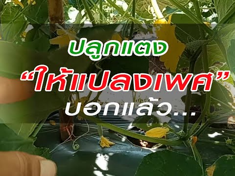 #ปลูกแตงให้แปลงเพศ-บอกแล้ว #ปลูกแตงให้แปลงเพศ-บอกแล้ว