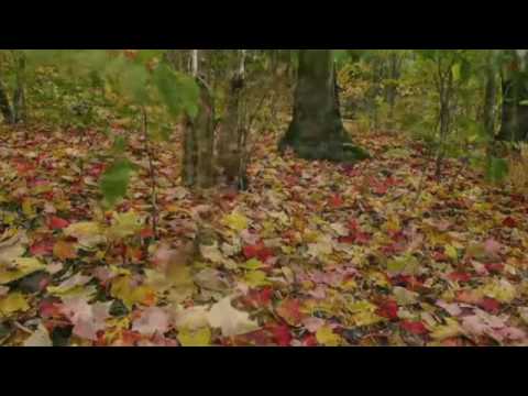 Ed Sheeran - Autumn Leaves