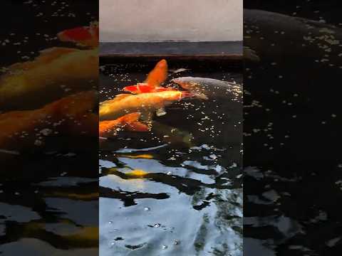 ปลาคาร์พสีเดียวที่ฟาร์มthaica