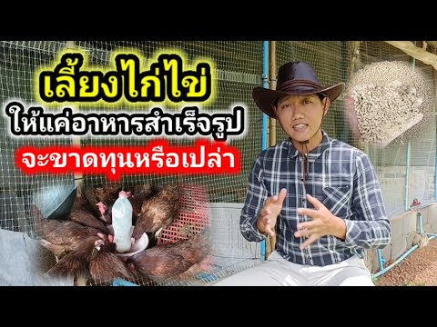 เลี้ยงไก่ไข่ให้แค่อาหารสำเร็จ