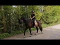 Dressage horse Everdale - Krack C ruin