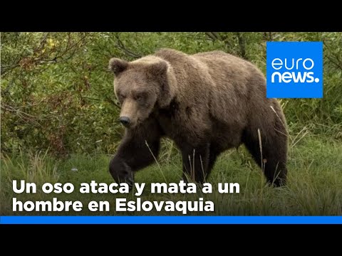 Un oso ataca y mata a un hombre de 55 años en un bosque de Eslovaquia