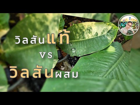เศรษฐีวิลสันแท้-Vs-เศรษฐีวิลสั เศรษฐีวิลสันแท้-Vs-เศรษฐีวิลสั
