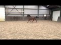 Show jumping horse Te Koop 4 jarige kwaliteitsvolle merrie Olivia Rouge (Zirocco Blue VDL x Etoulon VDL)