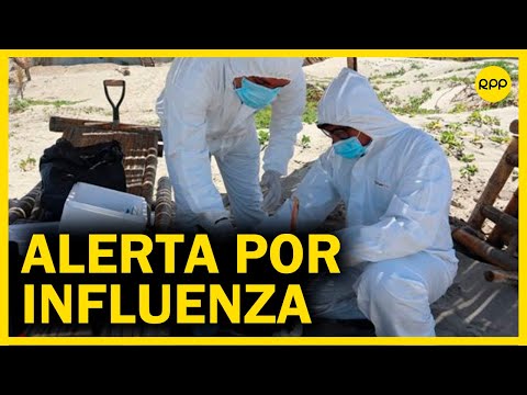 Perú: Senasa declara al país en alerta sanitaria por Influenza Aviar H5N1 en aves silvestres