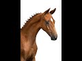 Dressuurpaard Nu in Prinsjesdag Online Veulenveiling: hengstveulen Trignac (Escaneno x Apache)