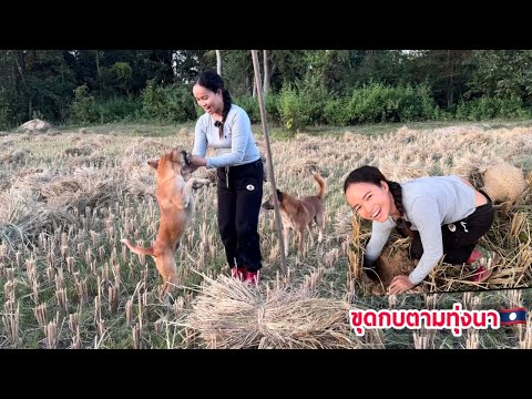 สะไตล์ สาวลาว Laos ขุดกบขุดเขียดหลังขึ้นจากเกี่ยวข้าวAfterriceharvestingdigging