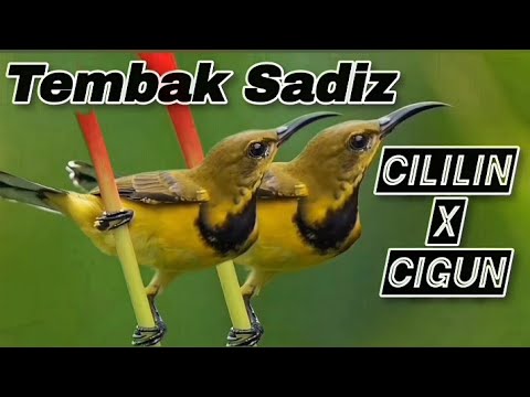 MASTER SOGON TEMBAKAN SADIS📍CILILIN SAMBUNG CIGUN.
