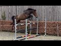 Show jumping horse El Barone •2020