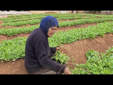 'Everyone is afraid' - farmers in Lebanon work on despite six months of tension at Israel border