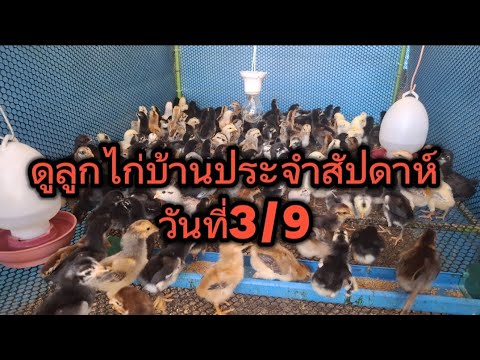 ดูลูกไก่ประจำสัปดาห์วันที่39ยุ