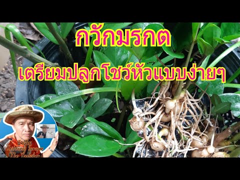สุขใจอยู่ในสวนกับน้าเล็ก:-การเ สุขใจอยู่ในสวนกับน้าเล็ก:-การเ