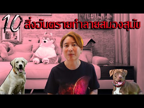 Joeydogmaster 10สิ่งอันตรายทำลายสมองสุนัข