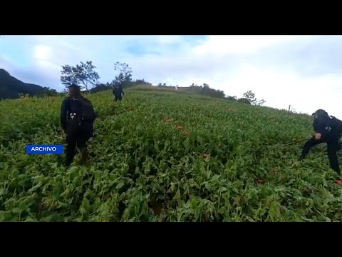 Erradican más de 122 mil plantas de marihuana y cocaína en varios departamentos - Guatemala