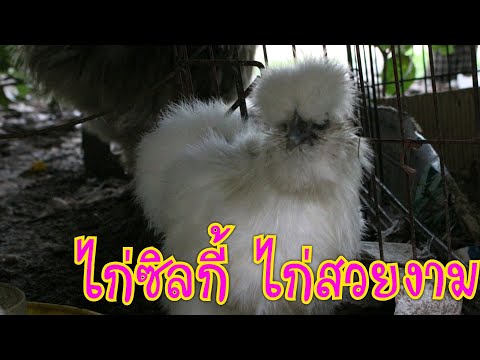 ไก่ซิลกี้-ไก่สวยงาม-เลี้ยงไว้ด ไก่ซิลกี้-ไก่สวยงาม-เลี้ยงไว้ด