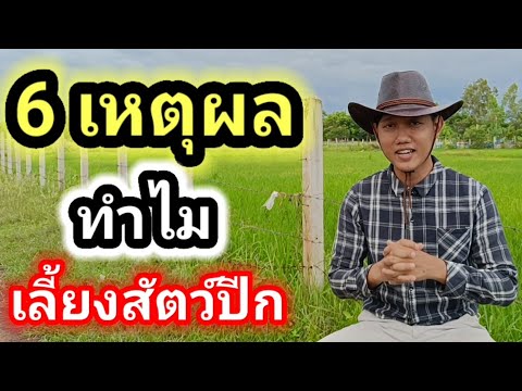 6เหตุผลทำไมถึงเลี้ยงสัตว์ปีก