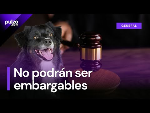 Mascotas no podrán ser embargables, según la Corte Constitucional | Pulzo